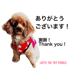 LATTE the Toy Poodle(photo)