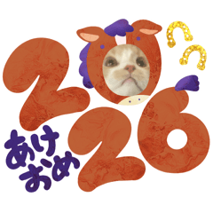 苏格兰折耳猫✩.*˚