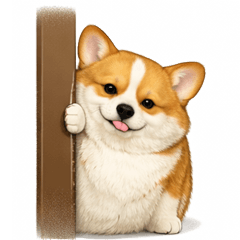 Mochi Corgi  Real & Chubby Daily Life