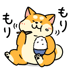 今年もむちむち！柴犬むち