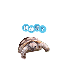 Luca表情包1