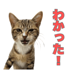 nyaon_20251231122501