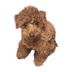 sakura_20251231123107