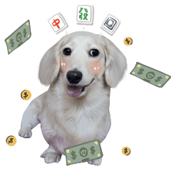 Duoduo daily life - butter dachshund