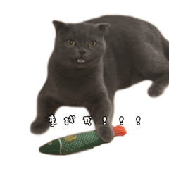 蔡小嚕是老大！
