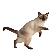 【いろんなポーズの猫 4】