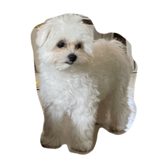 omochi_20251231130934