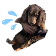 mairo_20251230085529