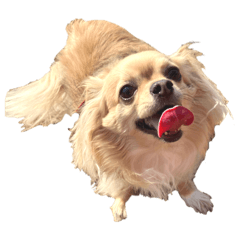 yamamotokeno-inu
