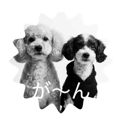 freddie_20251230160411