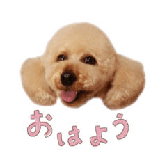 Kurumi_20251231151505