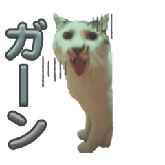 matamuu_20251231142048