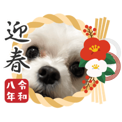 Shiro_20251231142506