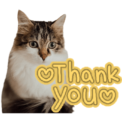 melon_20251231142353