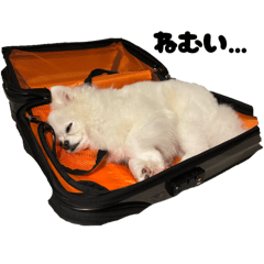 ayanyan_20251231173017