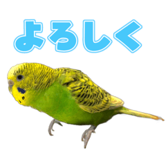 Bird_20251231171813