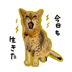 kinako_20251231162810