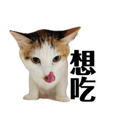 本喵菓茶的今日心情日記