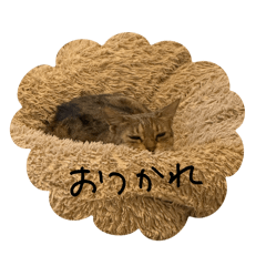 kinako_20251231163615