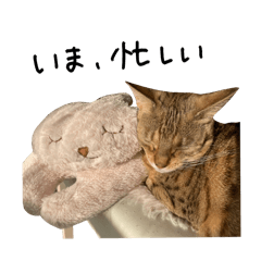 kinako_20251231163900