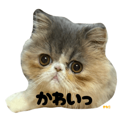 kinako_20251231161433