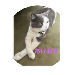 catcat_20251231163621