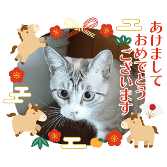 Japanese White striped cat New Year's