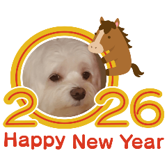 可愛的瑪爾濟斯狗狗2