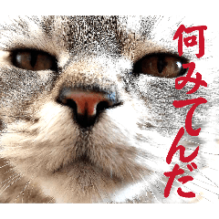 Yosida_20251231170155