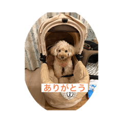 Cherry_20251231185137