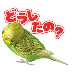 Bird_20251231184615