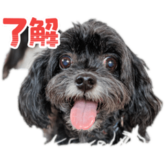 cherry_20251231174815