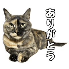 wagayanosabinekosutanpu