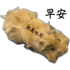 棕吉與小鼻嘎-日常生活