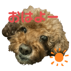 toy poodle, Anzu, 1st stamp collection