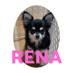 shuriko_20251231204834