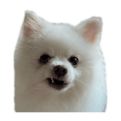 Nougat * The Pom : memes