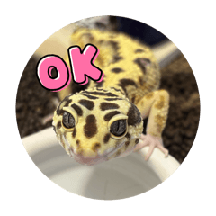 nakahachu315_20260101073054