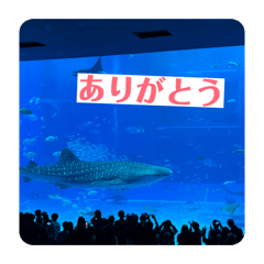 IwaPocky_20251231231442