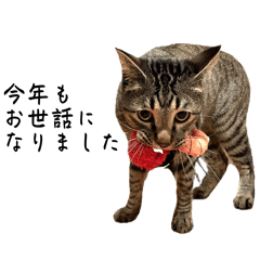 maringo_20251231204119