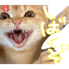 osamo_20251231230710