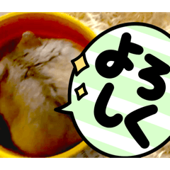 Jacob on southern island_20251231232528