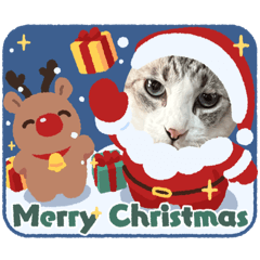 cat223_2025123123251333