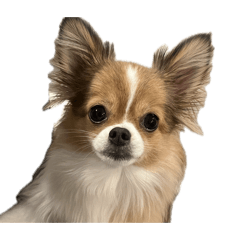 y.kodaira_20251231011505