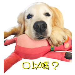 Miso's gold daily