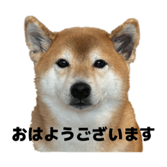 Shibasachi_20260101112516