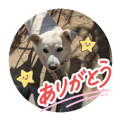 Gomao_20260101140002