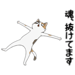 Surreal comments from a calico cat