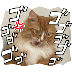 hello my name is SHINBA