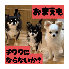 Chabo_20260101033856